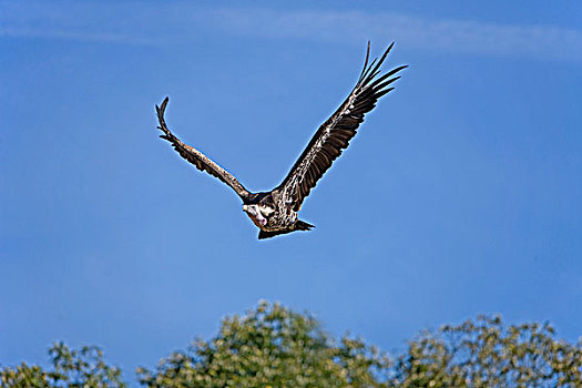 秃鹰,蓝天,马赛马拉,公园,肯尼亚