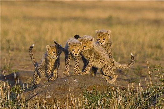 印度豹,猎豹,星期,老,幼兽,攀登,蚁丘,马赛马拉,自然保护区,肯尼亚