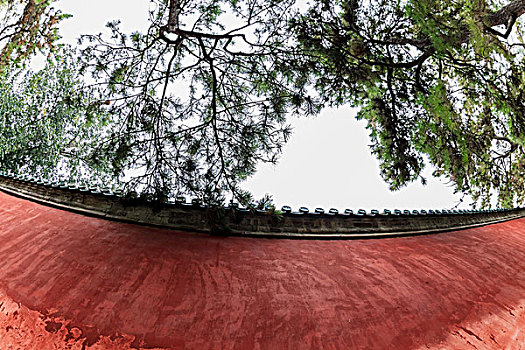 树木和红墙