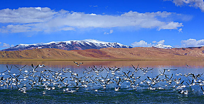 西藏自治区甲热布措和海鸥