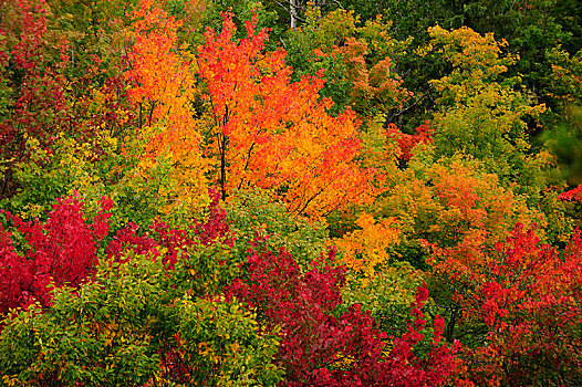 落叶林,秋色,深秋,阿尔冈金省立公园,安大略省,省,加拿大,北美