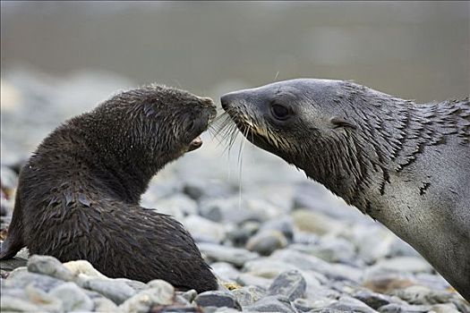 南极软毛海豹,毛海狮,母兽,1-2岁,星期,老,幼仔,接触,鼻子,南乔治亚