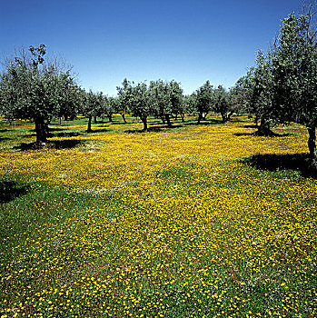 葡萄牙,橄榄树,小树林,黄花
