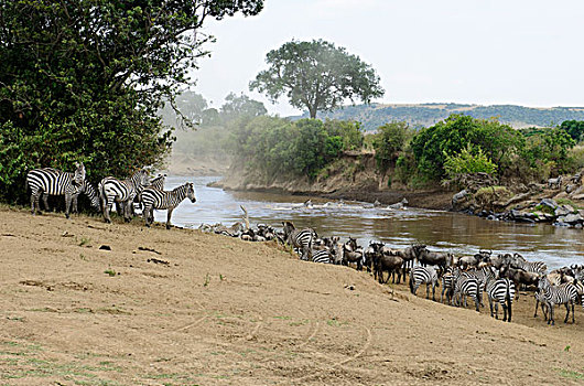 迁徙的斑马角马群等待过河