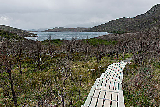 木板路,靠近,湖,托雷德裴恩国家公园,巴塔哥尼亚,智利