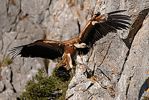 粗毛秃鹫,兀鹫,降落,西班牙