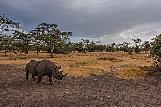 肯尼亚山黑犀牛