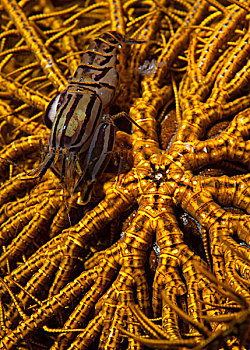 条纹,虾,黄色,海百合,印度尼西亚