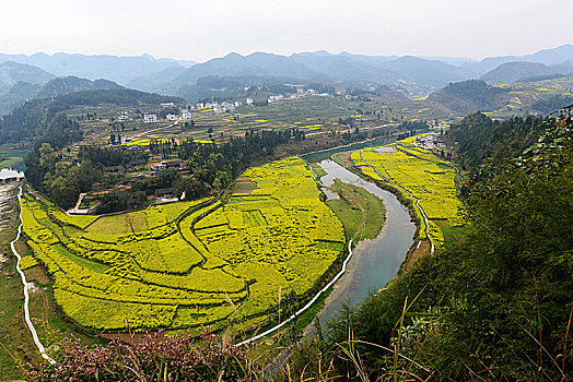 贵州最美油菜花农事景观,长碛古寨