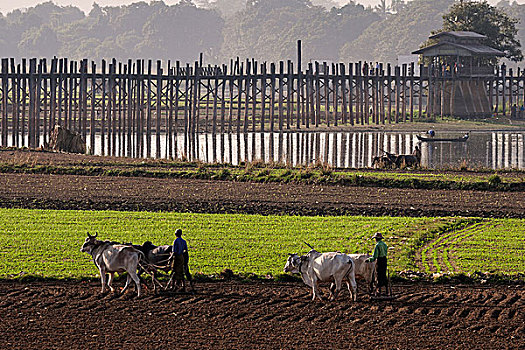 男人,耕作,牛,地点,乌本桥,后面,阿马拉布拉,分开,曼德勒,缅甸,亚洲