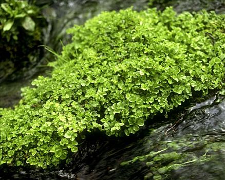 豆瓣菜,山川