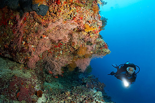 潜水,注视,珊瑚礁,海洋,海鞘,脊索动物,环礁,马尔代夫,亚洲