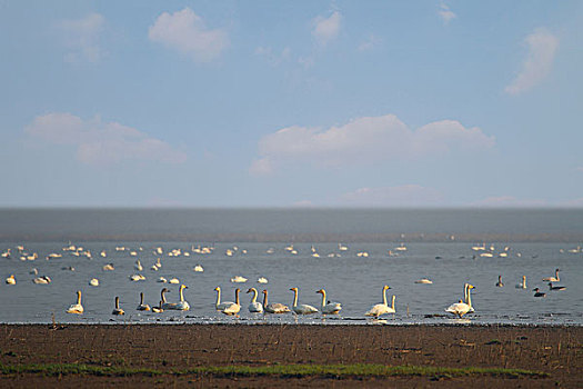 鄱阳湖野生白天鹅
