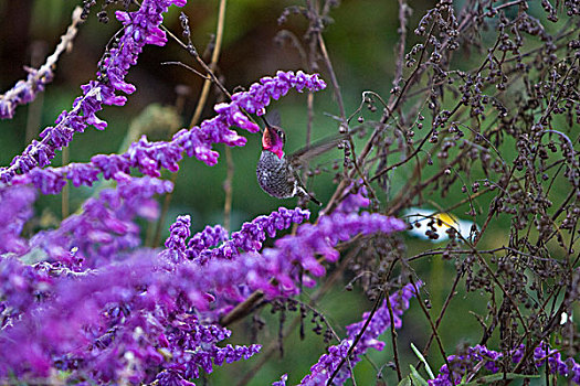 美国,蜂鸟,花,花园,北加州