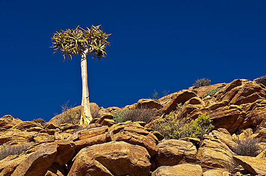 抖树,箭筒树,二歧芦荟,格格普自然保护区,跳羚,纳马夸兰,北开普,南非,非洲