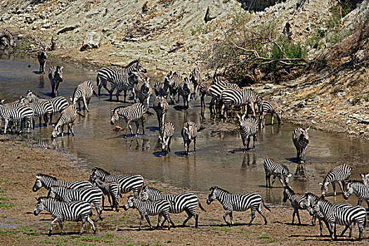 斑马,河,塔兰吉雷国家公园,坦桑尼亚