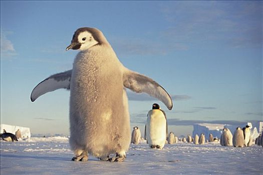帝企鹅,大,幼禽,迅速,冰,子夜太阳,栖息地,公主,海岸,威德尔海,南极