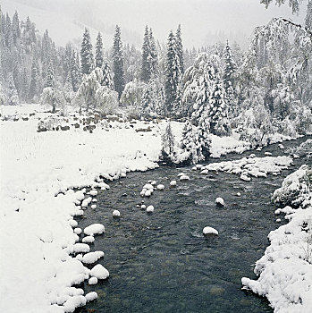 风景,积雪,树,河