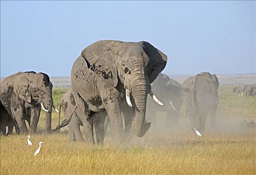 牧群,非洲象,马赛马拉国家保护区,肯尼亚
