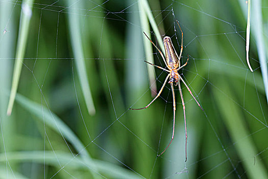 蜘蛛网,梅克伦堡前波莫瑞州,德国,欧洲