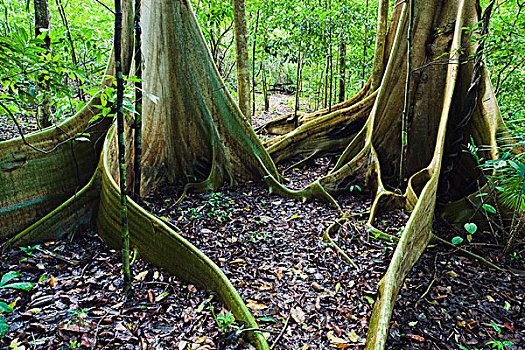 大树,热带雨林,苏拉威西岛,印度尼西亚