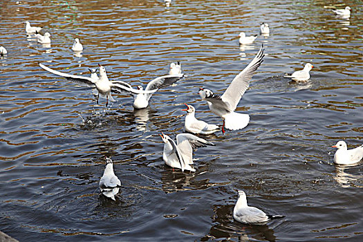 昆明翠湖公园红嘴鸥