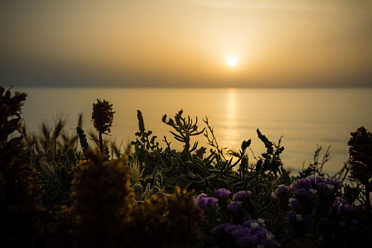 安静,金色,日落,上方,海洋,野花