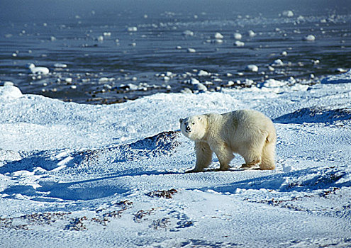 北极熊,站立,雪景,靠近,边缘,水,看镜头