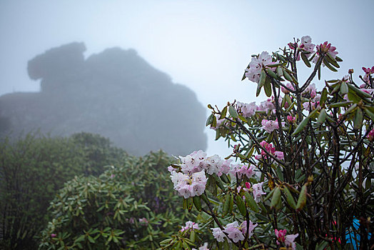 神农架,高山杜鹃,杜鹃花,野生,植物,耐寒,漂亮