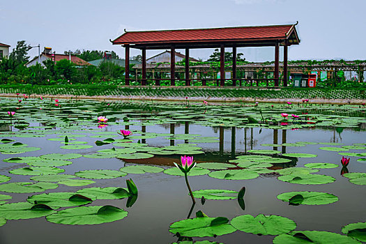 夏日池塘莲花盛开