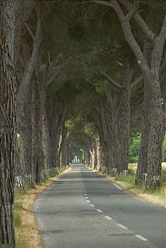 松树,小路,乡间小路,省,格罗塞托,托斯卡纳,意大利