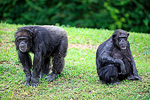 中心,黑猩猩,类人猿,两个,女性,成年,喂食,非洲