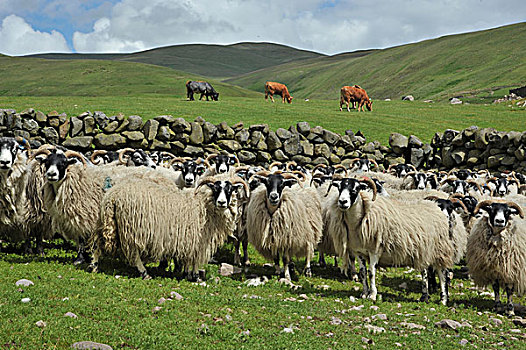 生活,绵羊,苏格兰,母羊,成群,站立,草场,牛,放牧,后面,边界,英国,欧洲
