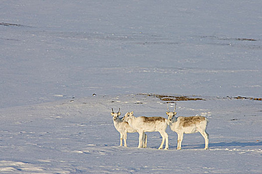 北美驯鹿,群,雪中,岛屿,加拿大