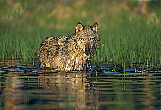 灰狼,狼,涉水,水塘,蒙大拿