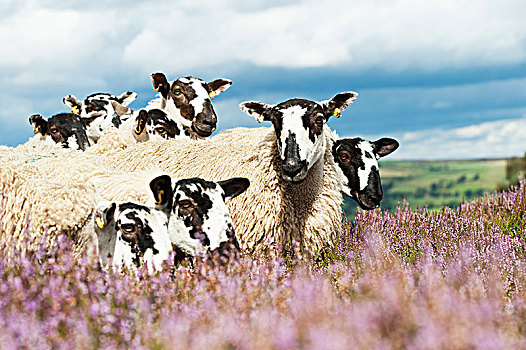 骡子,羊羔,室外,绵羊,石南花,高沼地,高处,桥,北约克郡,英格兰