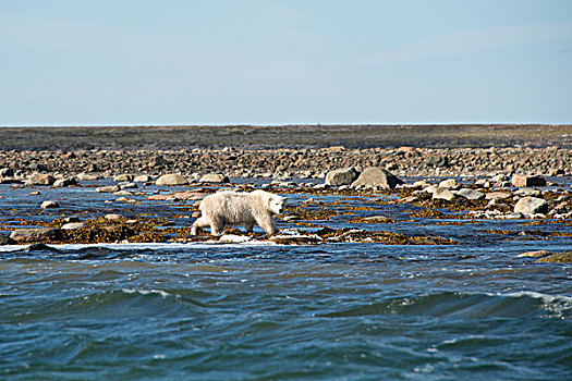 加拿大,努纳武特,西部,岸边,哈得逊湾,区域,幼兽,北极熊,海岸线,大幅,尺寸