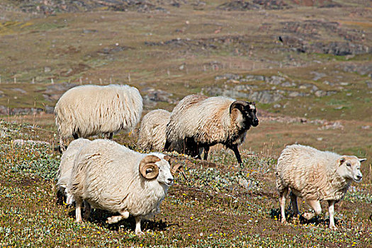 格陵兰,位置,东方,住宅区,绵羊,牧群,收入