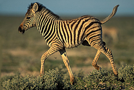 纳米比亚,埃托沙国家公园,年轻,平原斑马,斑马,荒芜,日落