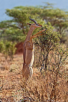 非洲瞪羚,后腿站立,浏览,国家,禁猎区,肯尼亚