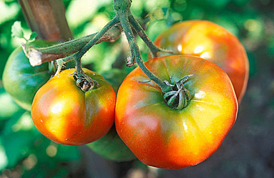 西红柿,植物