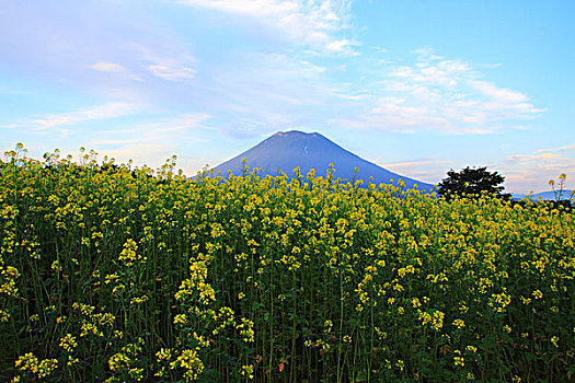 油菜花,山