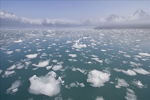浮冰,艾阿里克湾,冰河,奇奈峡湾国家公园,阿拉斯加