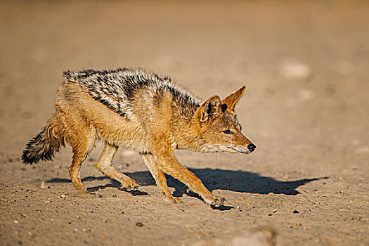 黑背狐狼,鬼鬼祟祟,卡拉哈迪,国家公园,北开普,省,南非,非洲