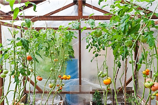 温室,西红柿
