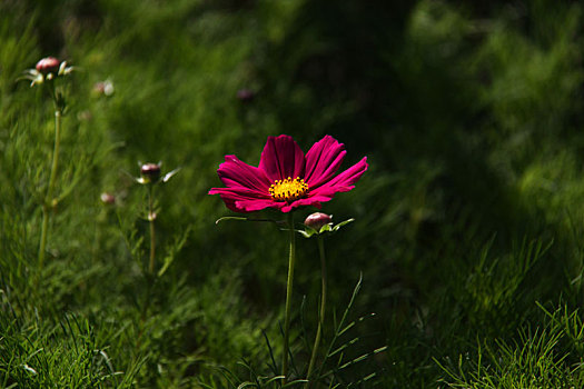 高原格桑花