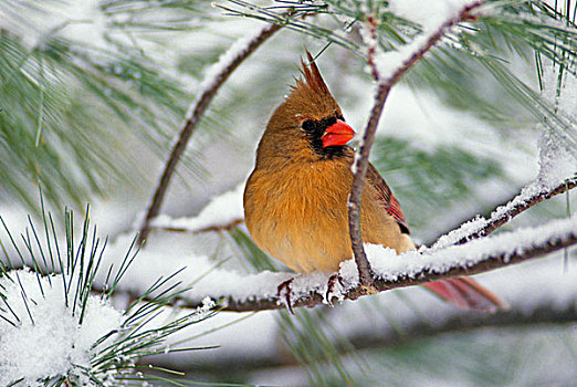 雌性,主红雀,雪,松树