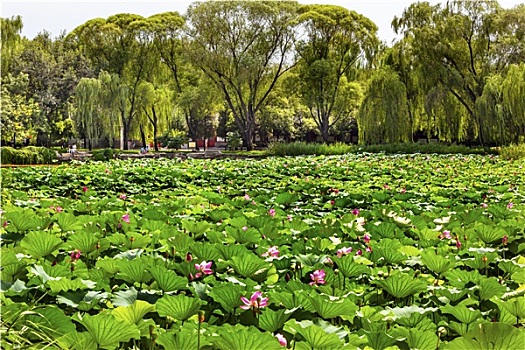 荷花,花园,颐和园,北京,中国