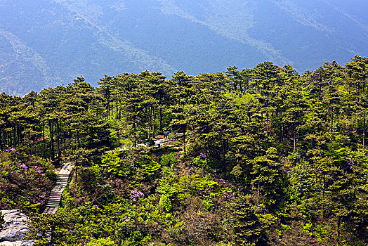 江西庐山原始森林
