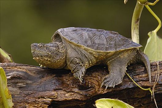 厄瓜多尔,鳄龟